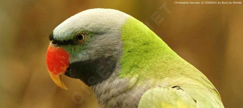 Lord Derby's Parakeet