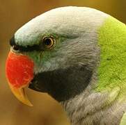 Lord Derby's Parakeet