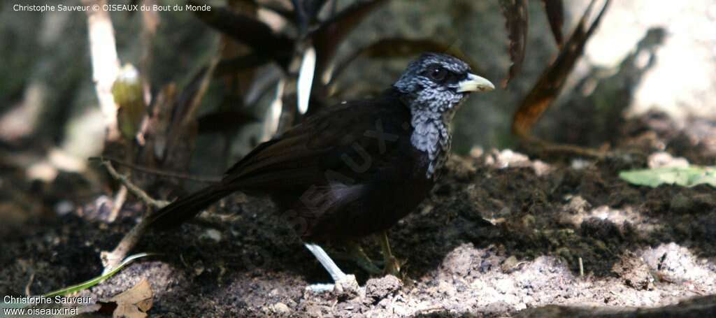 Capuchin Babbler