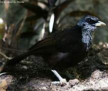 Capuchin Babbler