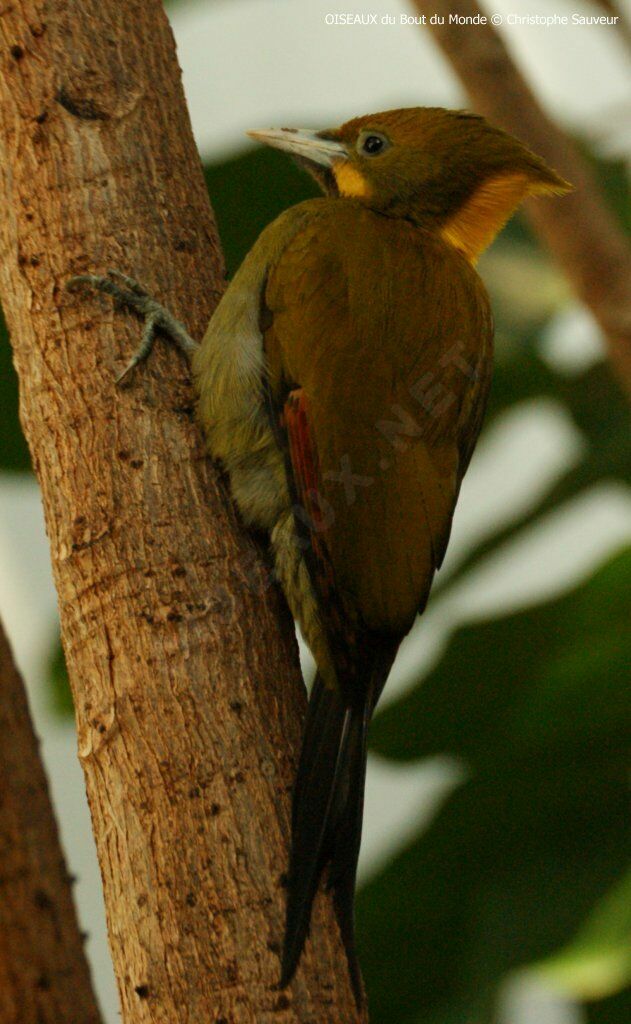 Greater Yellownape