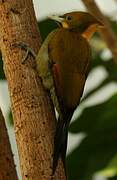 Greater Yellownape