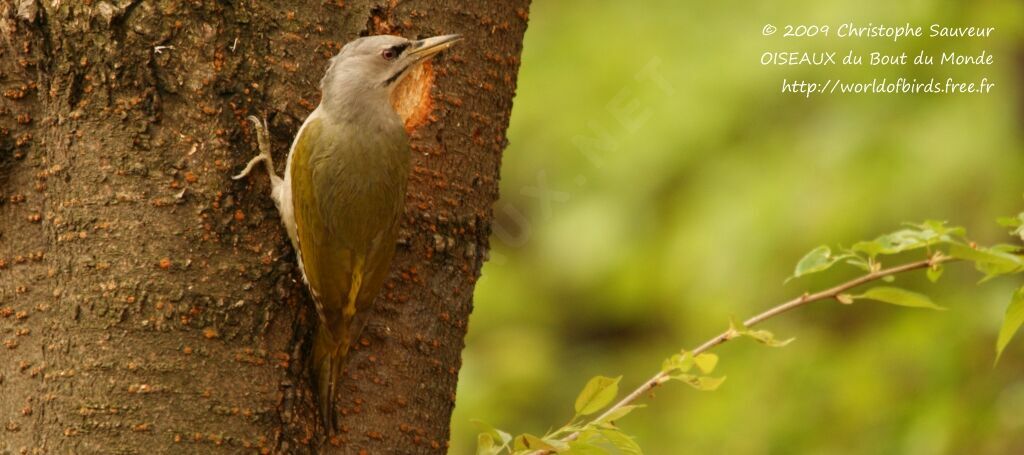 Grey-headed Woodpecker female, identification