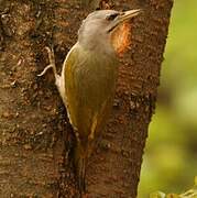 Grey-headed Woodpecker