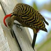 Hispaniolan Woodpecker