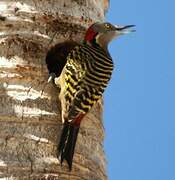 Hispaniolan Woodpecker