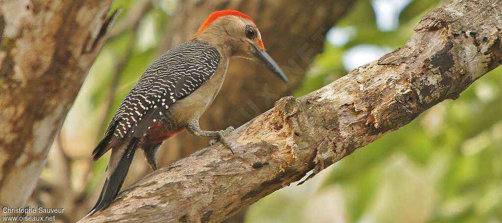 Pic du Yucatan mâle adulte