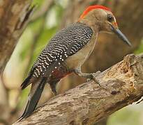 Yucatan Woodpecker