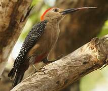 Yucatan Woodpecker