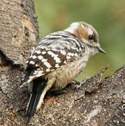 Japanese Pygmy Woodpecker