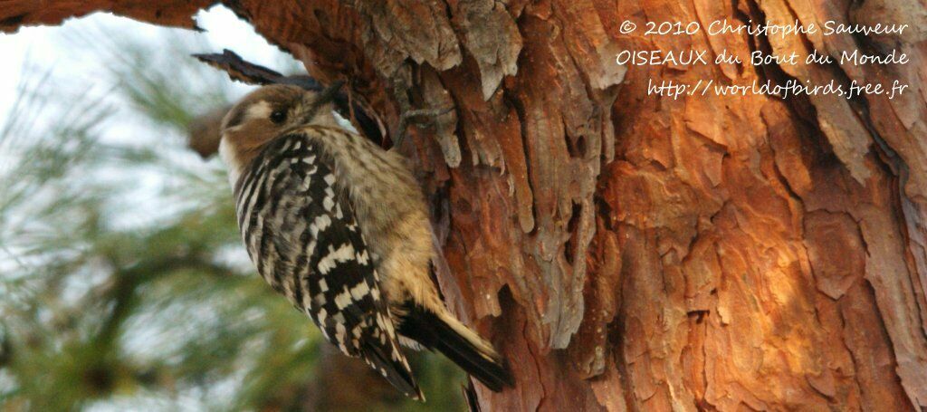 Japanese Pygmy Woodpecker