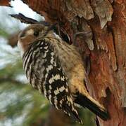 Japanese Pygmy Woodpecker