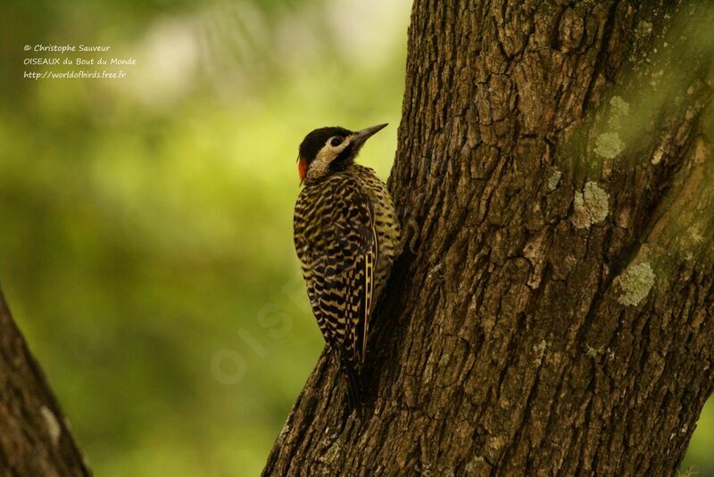 Green-barred Woodpecker, identification