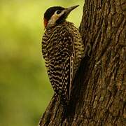 Green-barred Woodpecker