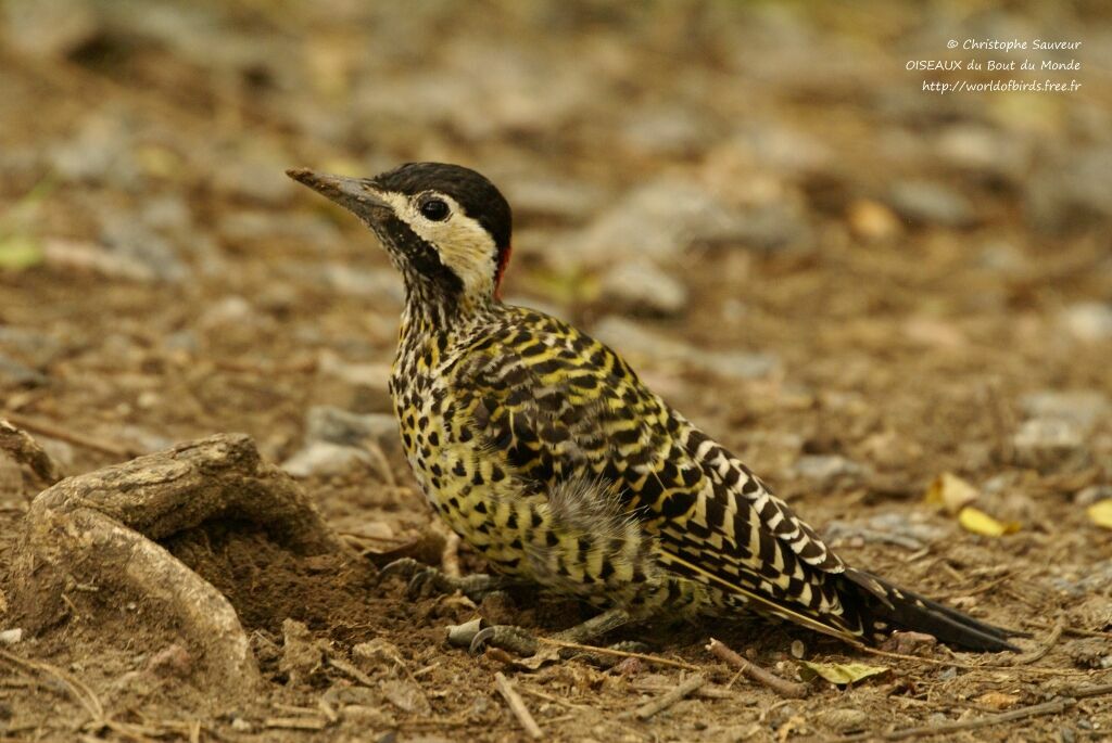 Green-barred Woodpecker, identification