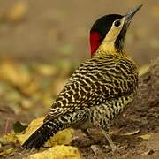 Green-barred Woodpecker