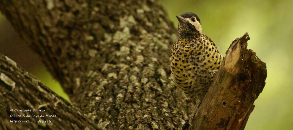 Green-barred Woodpecker, identification