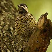 Green-barred Woodpecker