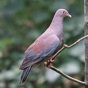 Maranon Pigeon