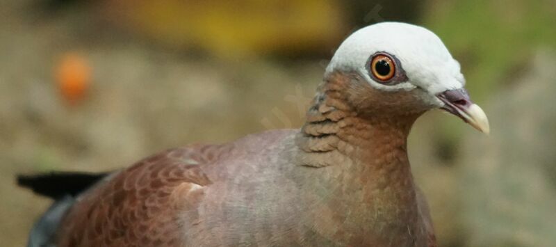 Pale-capped Pigeon male adult, close-up portrait