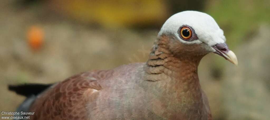 Pale-capped Pigeon male adult, close-up portrait