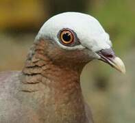 Pigeon marron