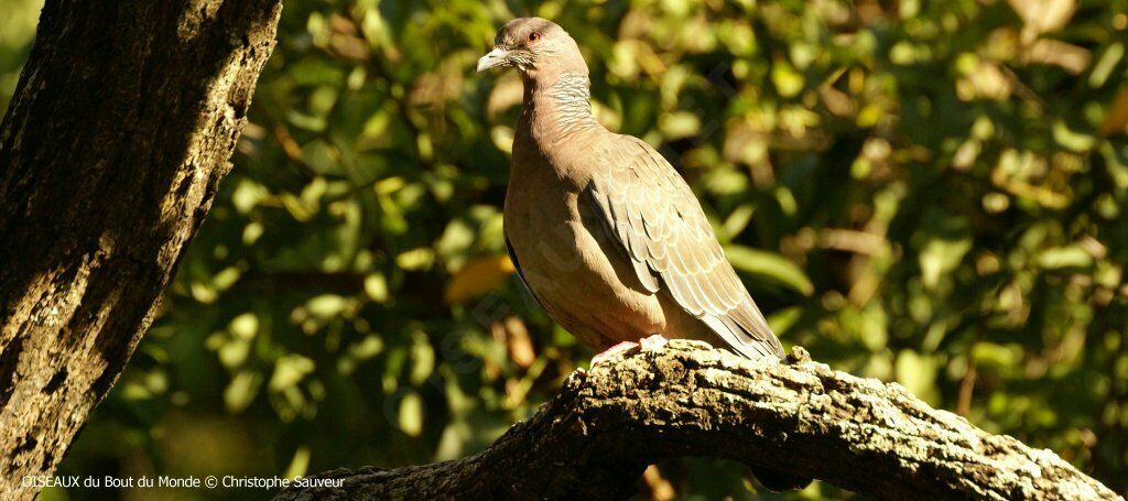 Pigeon picazuro