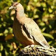 Picazuro Pigeon