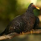 Pigeon rameron