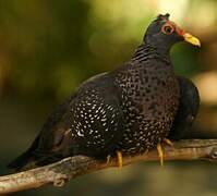 African Olive Pigeon