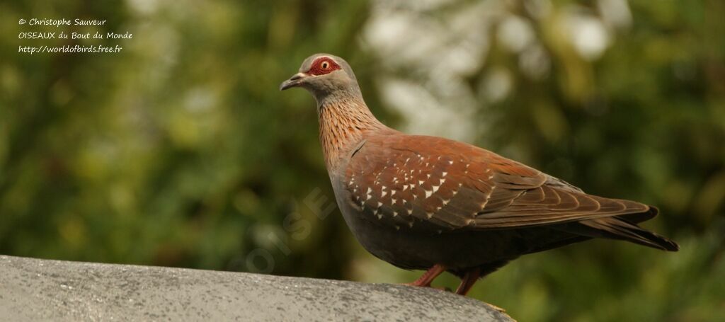 Speckled Pigeon, identification