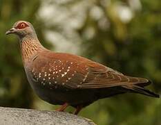 Pigeon roussard