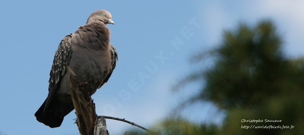 Spot-winged Pigeon