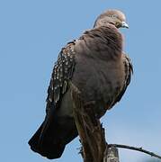 Spot-winged Pigeon