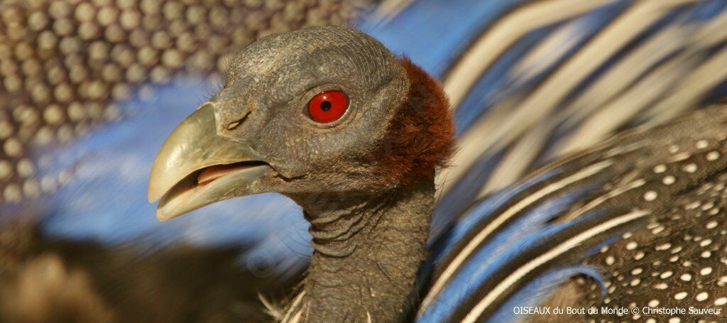 Vulturine Guineafowl