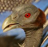 Vulturine Guineafowl