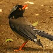 Red-billed Blue Magpie