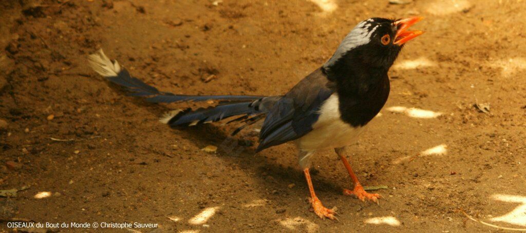 Red-billed Blue Magpie