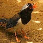 Red-billed Blue Magpie