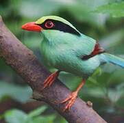 Common Green Magpie