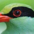 Pirolle verte