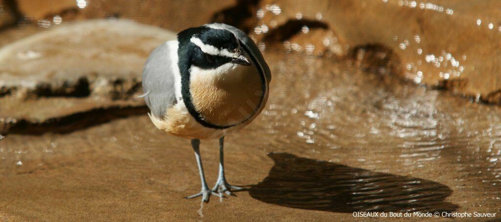 Egyptian Plover