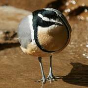 Egyptian Plover