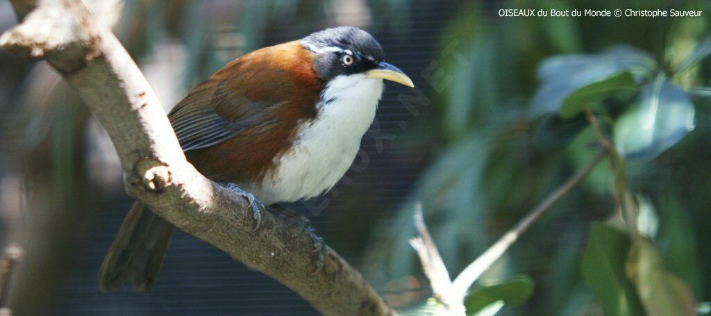 Chestnut-backed Scimitar Babbler