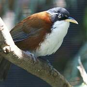 Chestnut-backed Scimitar Babbler