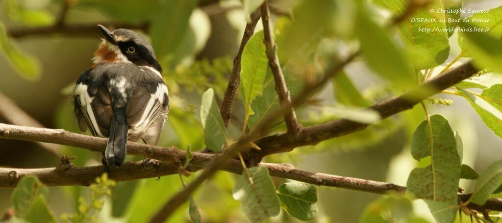 Chinspot Batis male, identification