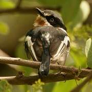 Chinspot Batis