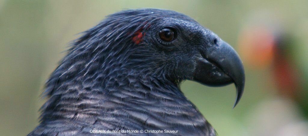 Pesquet's Parrot