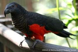 Pesquet's Parrot