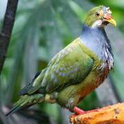 Orange-fronted Fruit Dove